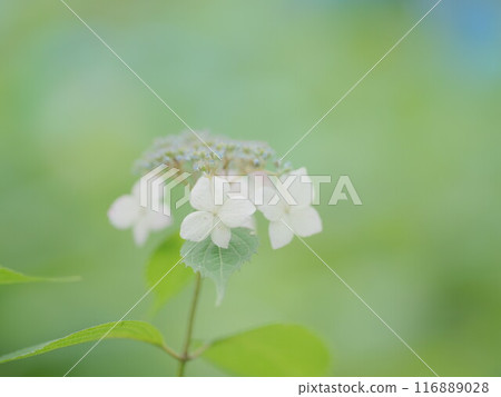 北海道豐平公園白色繡球花的壯麗景色 116889028