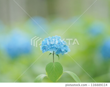 Spectacular view of Hokkaido Toyohira Park Hydrangea 116889114