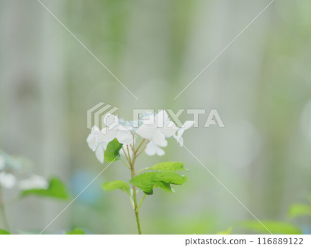 北海道豐平公園白色繡球花的壯麗景色 116889122
