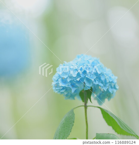 北海道豐平公園繡球花的壯麗景色 116889124