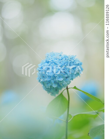 北海道豐平公園繡球花的壯麗景色 116889126