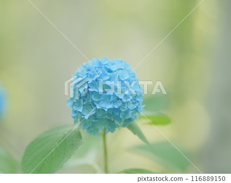 Spectacular view of Hokkaido Toyohira Park Hydrangea Spectacular view of Hokkaido Toyohira Park Hydrangea 116889150