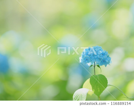 Spectacular view of Hokkaido Toyohira Park Hydrangea 116889154