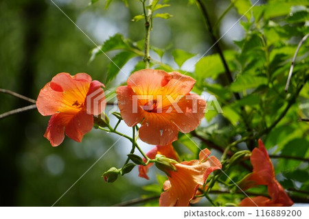 Up-flowers of a novy Kazura 116889200