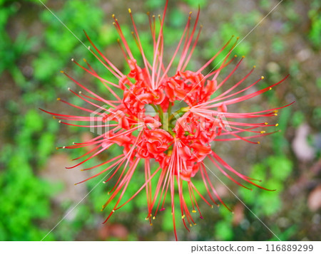 Vivid red spider lilies 2018.10.5 Vivid red spider lilies 2018.10.5 116889299