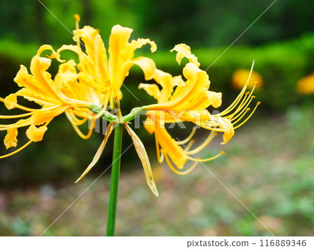 Crowd of yellow spider lilies in full bloom 2018.10.5 Crowd of yellow spider lilies in full bloom 2018.10.5 116889346