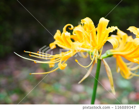 Crowd of yellow spider lilies in full bloom 2018.10.5 116889347