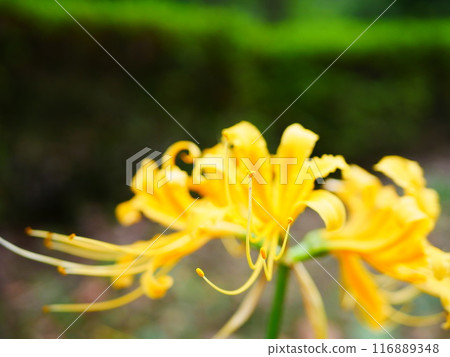 Crowd of yellow spider lilies in full bloom 2018.10.5 Crowd of yellow spider lilies in full bloom 2018.10.5 116889348