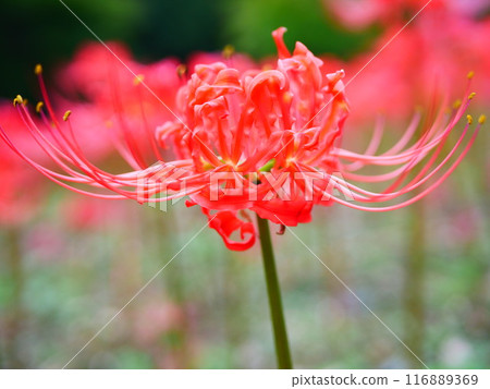 Bright red blooming spider lilies 2018.10.5 116889369