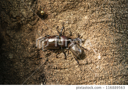 Male and female rhinoceros beetles sucking sap from a white oak tree 116889563