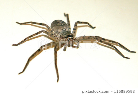 一隻巨大而令人印象深刻的蘆葦蜘蛛 116889598