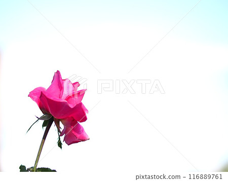紅玫瑰花和復制空間 紅玫瑰花和復制空間 116889761