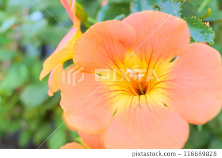Bright orange Trumpet Creeper 116889828