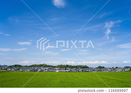 充滿活力的夏季稻田,背景是住宅區 充滿活力的夏季稻田,背景是住宅區 116889897