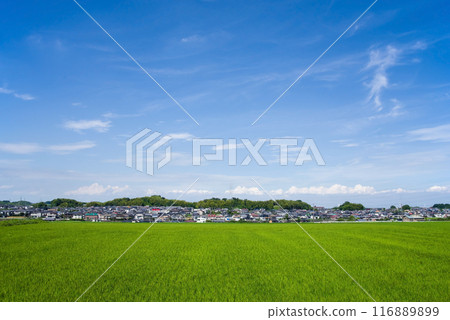 充滿活力的夏季稻田,背景是住宅區 充滿活力的夏季稻田,背景是住宅區 116889899