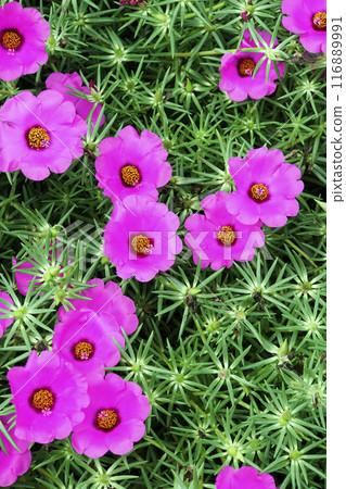 Pink portulaca flowers blooming in September Pink portulaca flowers blooming in September 116889991
