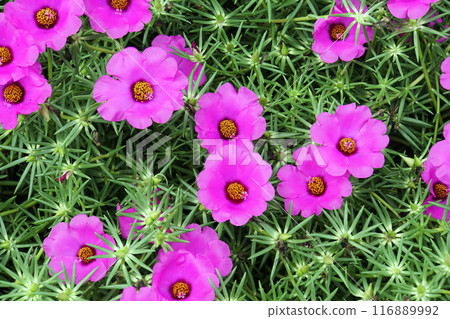 Pink portulaca flowers blooming in September Pink portulaca flowers blooming in September 116889992