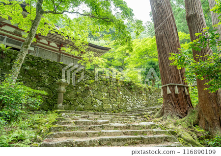 Higashiomi City, Shiga Prefecture: The giant Kannon cedar tree beneath the main hall of Baekje Temple, which is covered in fresh greenery 116890109