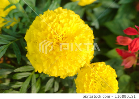 盛開的金盞花 盛開的金盞花 116890151