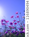 在藍天的波斯菊 116890494
