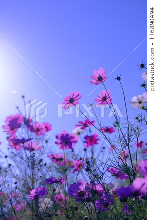 在藍天的波斯菊 在藍天的波斯菊 116890494