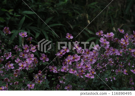 一簇秋菊 116890495