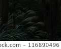 芒草 116890496