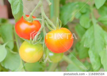 花園種植園裡種植的西紅柿 116890584