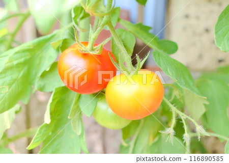 Tomatoes growing in a planter in the garden 116890585