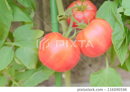 Tomatoes growing in a planter in the garden Tomatoes growing in a planter in the garden 116890586