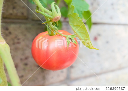 Tomatoes growing in a planter in the garden Tomatoes growing in a planter in the garden 116890587