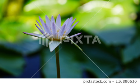 Water lily flower floating on the surface of the water 116890630