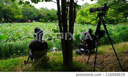 A photographer aims for a bird lotus collaboration in the ancient lotus village A photographer aims for a bird lotus collaboration in the ancient lotus village 116890639