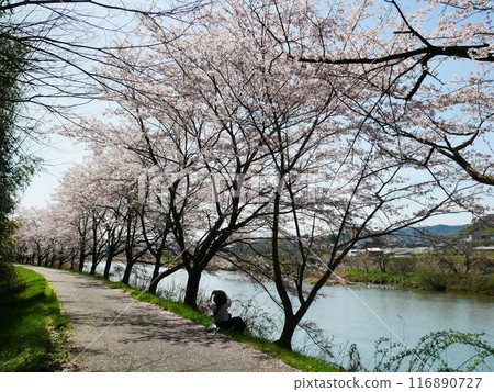 Scenery of a first-class river in Japan and cherry blossoms 2024.4.7 Scenery of a first-class river in Japan and cherry blossoms 2024.4.7 116890727