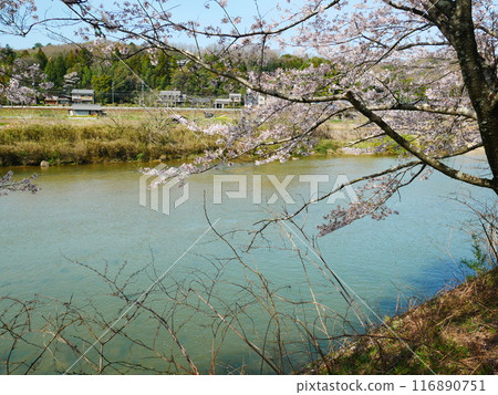 岐阜縣一級河流和櫻花風景 2024.4.7 116890751