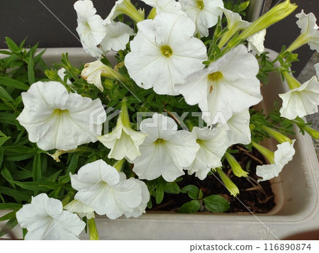 White petunia White petunia 116890874
