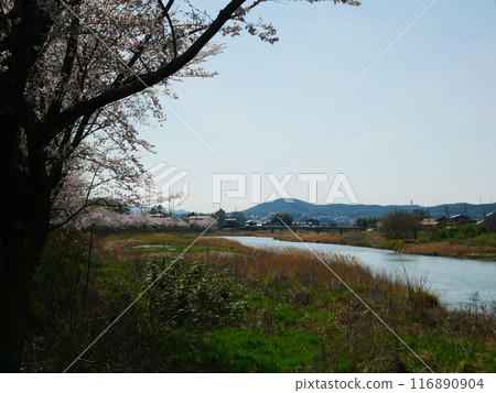岐阜縣一級河流和櫻花風景 2024.4.7 岐阜縣一級河流和櫻花風景 2024.4.7 116890904