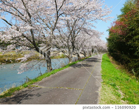 Toki City, First-class river and cherry blossom scenery, April 7, 2024 Toki City, First-class river and cherry blossom scenery, April 7, 2024 116890920