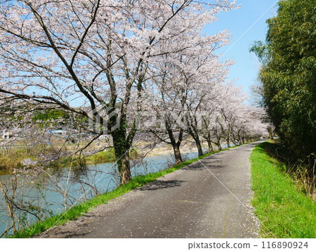 土岐市一級河流和櫻花風景 2024.4.7 土岐市一級河流和櫻花風景 2024.4.7 116890924