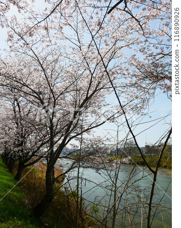 土岐市一級河流和櫻花風景 2024.4.7 土岐市一級河流和櫻花風景 2024.4.7 116890926