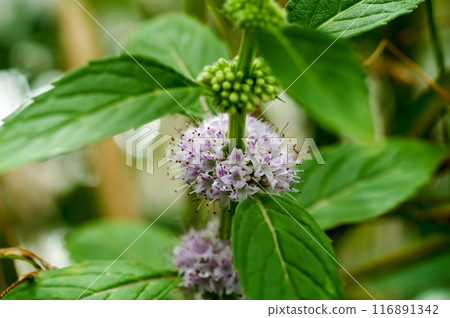 Mint on the Yasuragi Embankment of the Shinano River 116891342