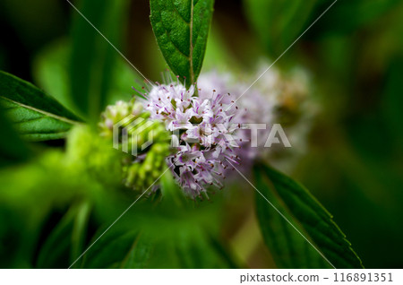 Mint on the Yasuragi Embankment of the Shinano River 116891351