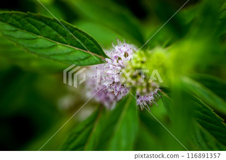 Mint on the Yasuragi Embankment of the Shinano River Mint on the Yasuragi Embankment of the Shinano River 116891357