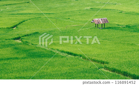 A farmer hut in rice paddy field in Nan province of Thailand in rainy season. Thailand has a strong tradition of rice production. A farmer hut in rice paddy field in Nan province of Thailand in rainy season. Thailand has a strong tradition of rice production. 116891452
