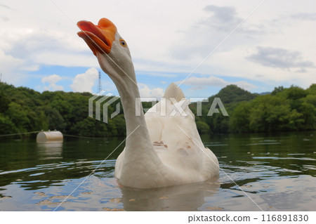 Geese as guard dogs 116891830