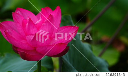 紫紅色的蓮花是精利赤蓮。 116891843