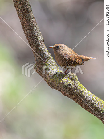 Misazaai Misazaai 116892084