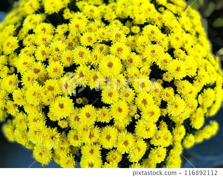 Dome Chrysanthemum 1 Dome Chrysanthemum 1 116892112