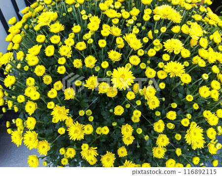 Dome Chrysanthemum 2 Dome Chrysanthemum 2 116892115