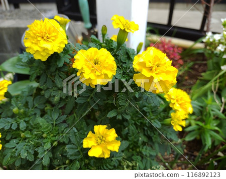 Marigold Yellow 1 Marigold Yellow 1 116892123